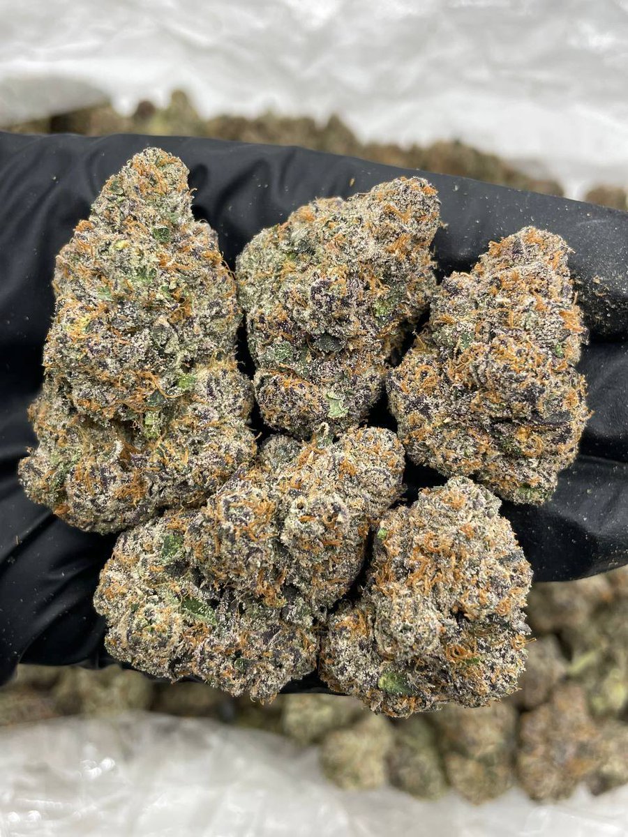 weed_plugha's tweet image. WEED PLUG IN HUALALAI, WEED PLUG IN KUKIO, WEED PLUG IN FOUR SEASONS, WEED PLUG IN KONA VILLAGE, WEED PLUG IN KAUPULEHU, WEED PLUG IN KUKIO BAY, WEED PLUG IN MANINIOWALI, WEED PLUG IN KIHOLO BAY, WEED PLUG IN PUAKO BEACH, WEED PLUG IN WAIKOLOA BEACH RESORT,