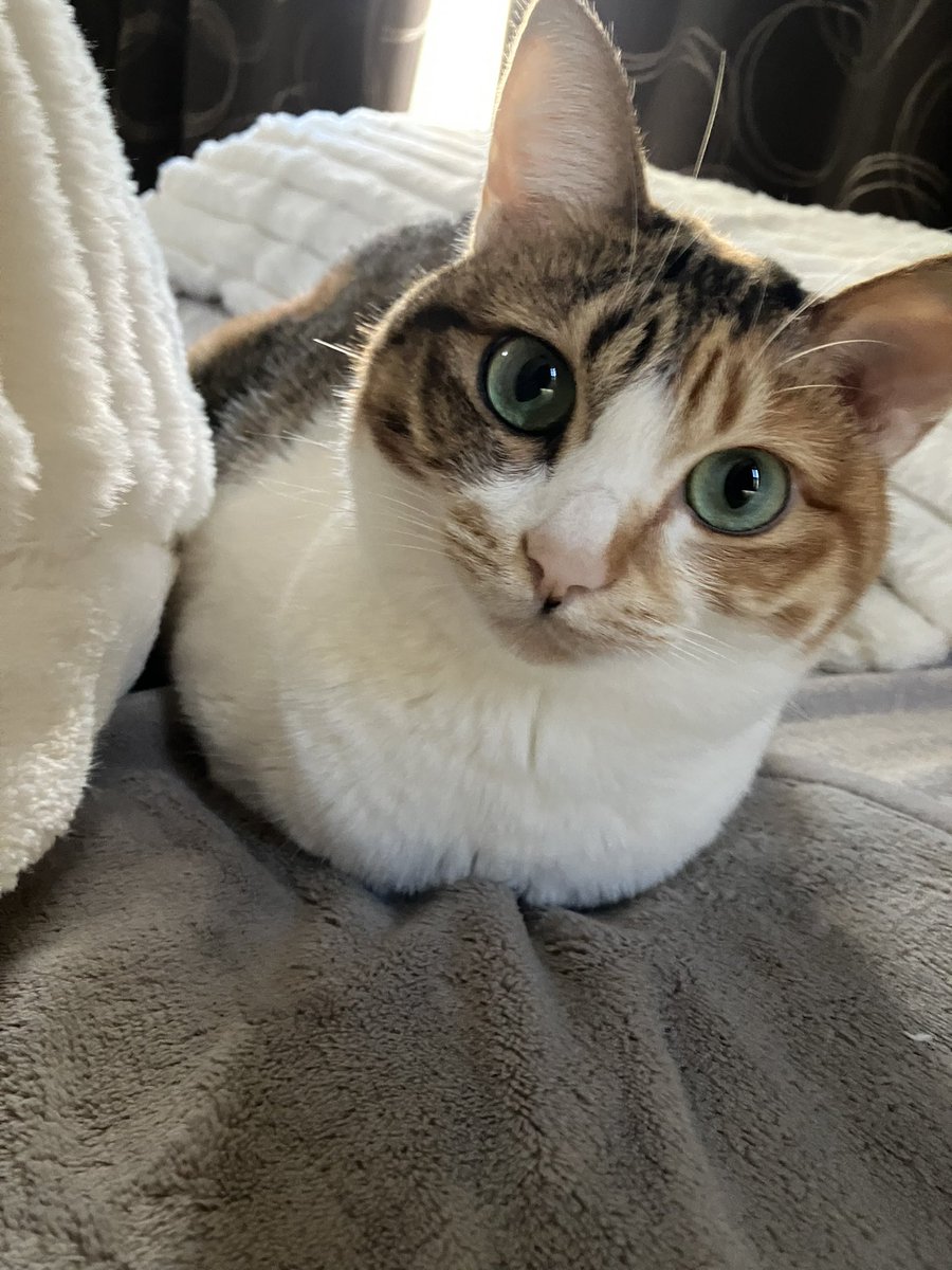 おははちみつチーズナン🍯