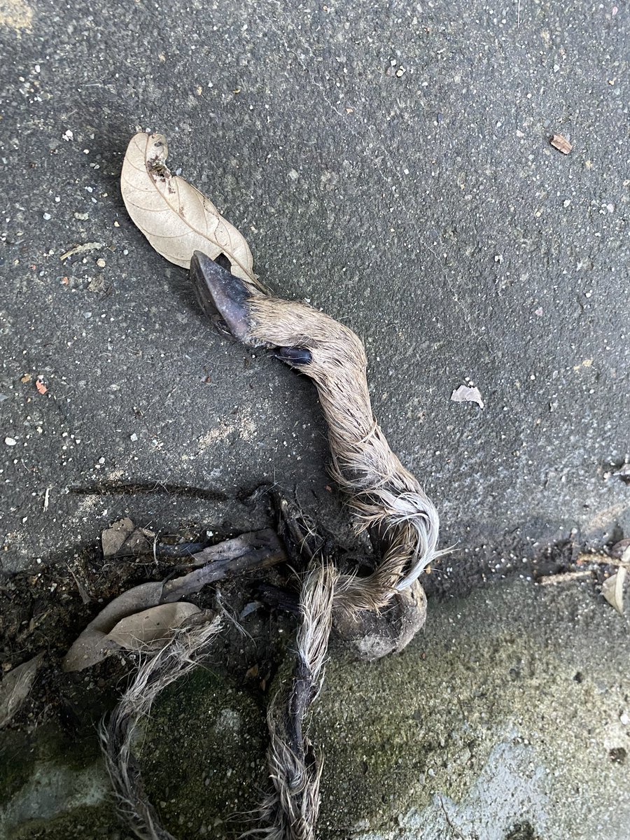 あやのすけ (@a2c906sc2) / Posts / X