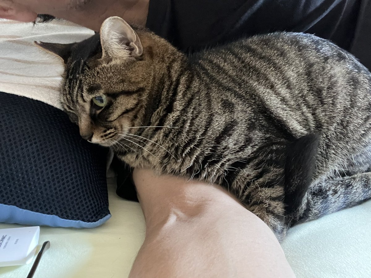 キジ猫 - Search / X