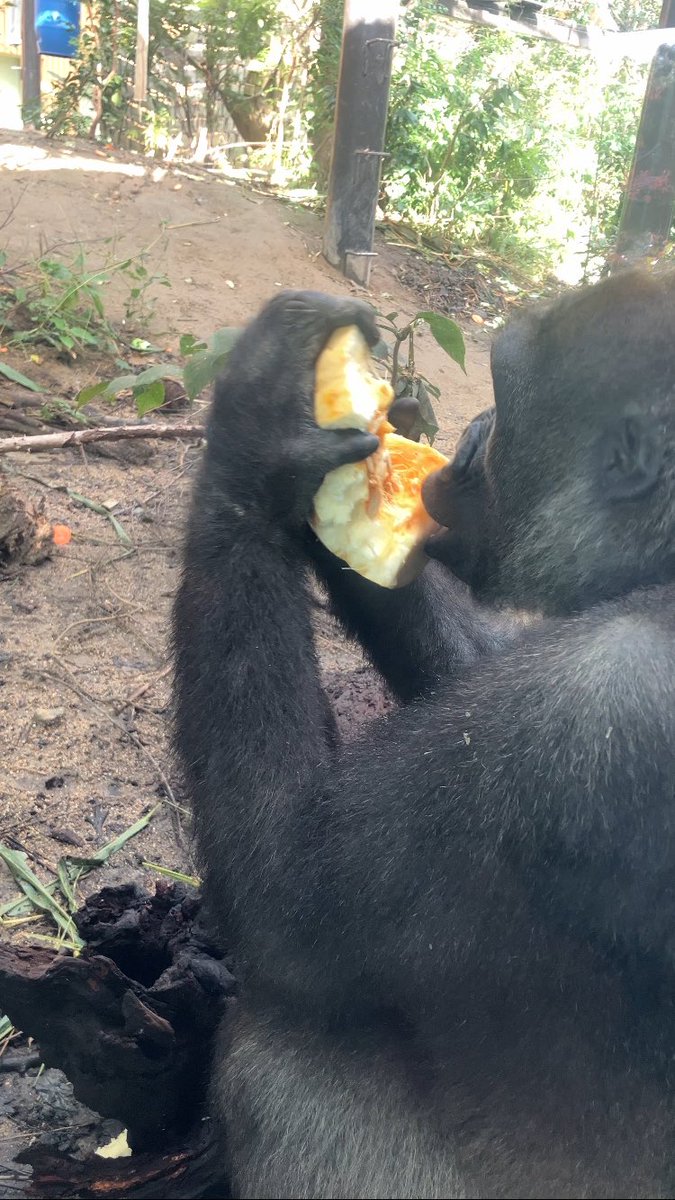 ごりらbibouroku (@bibouro03256910) / Posts / X