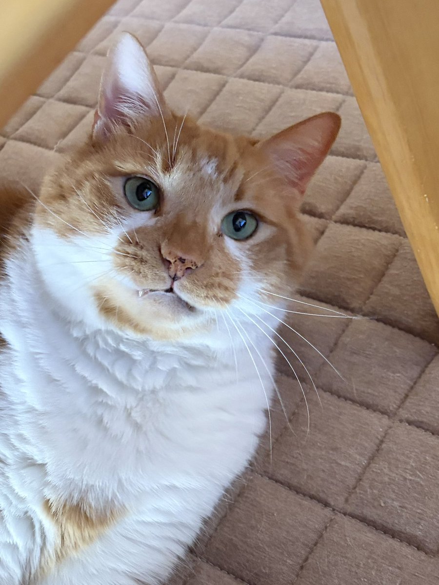 チャチャ様ページ アチャ on X