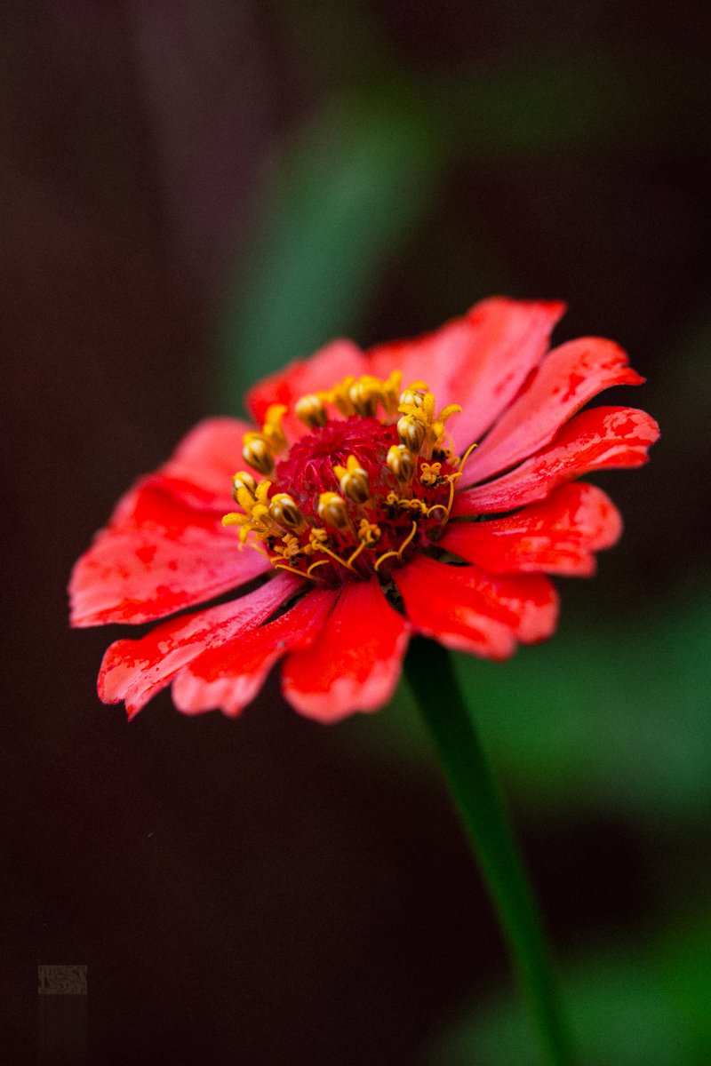 ғʟxᴡxʀsʜxᴘ 田中 on X