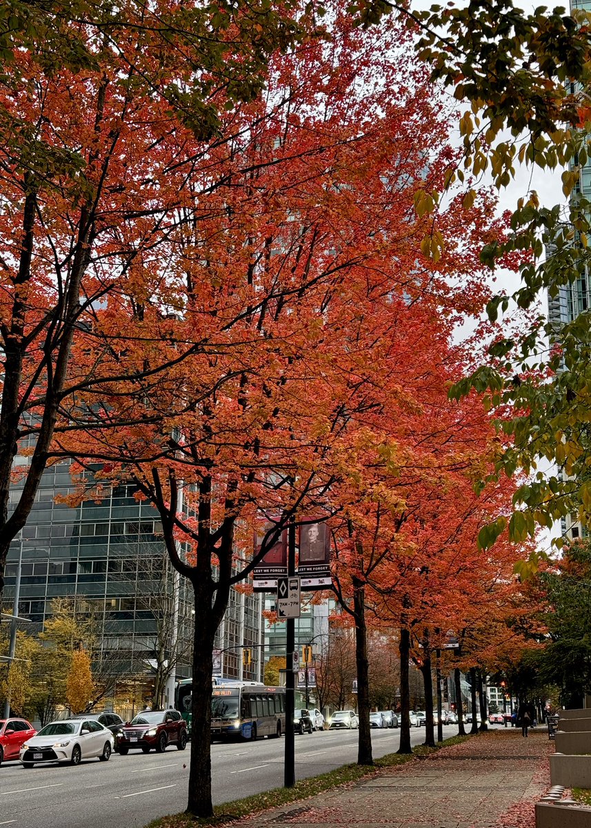 RyanVoutilainen's tweet photo. November is here, but the autumn colours still be poppinโ in Vancouver BCโs city centre even with the grey skies and an early sunset looming! Fall ๐๐
#ShareYourWeather #BCStorm #BCStormwatch #FallColours #Autumn #AutumnColours #FallColors #AutumnColors https://t.co/uUTTpwmFus