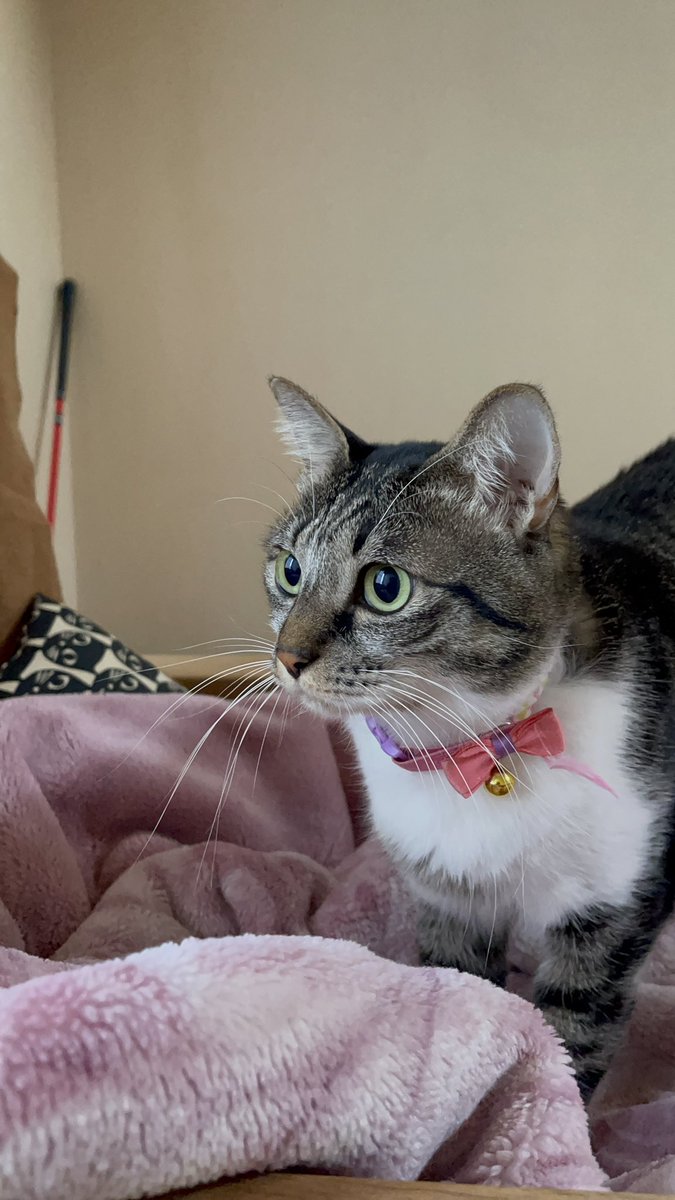 【ねこ】 🐺スキルヴォング🏇💪🐋⛩️🐤🐺 (@wol_zen_sky825) / Posts / X