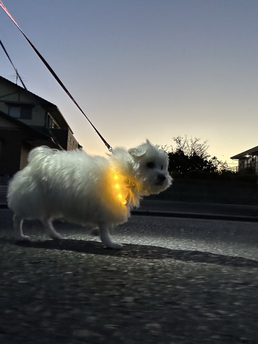 日本犬 ハルくん on X