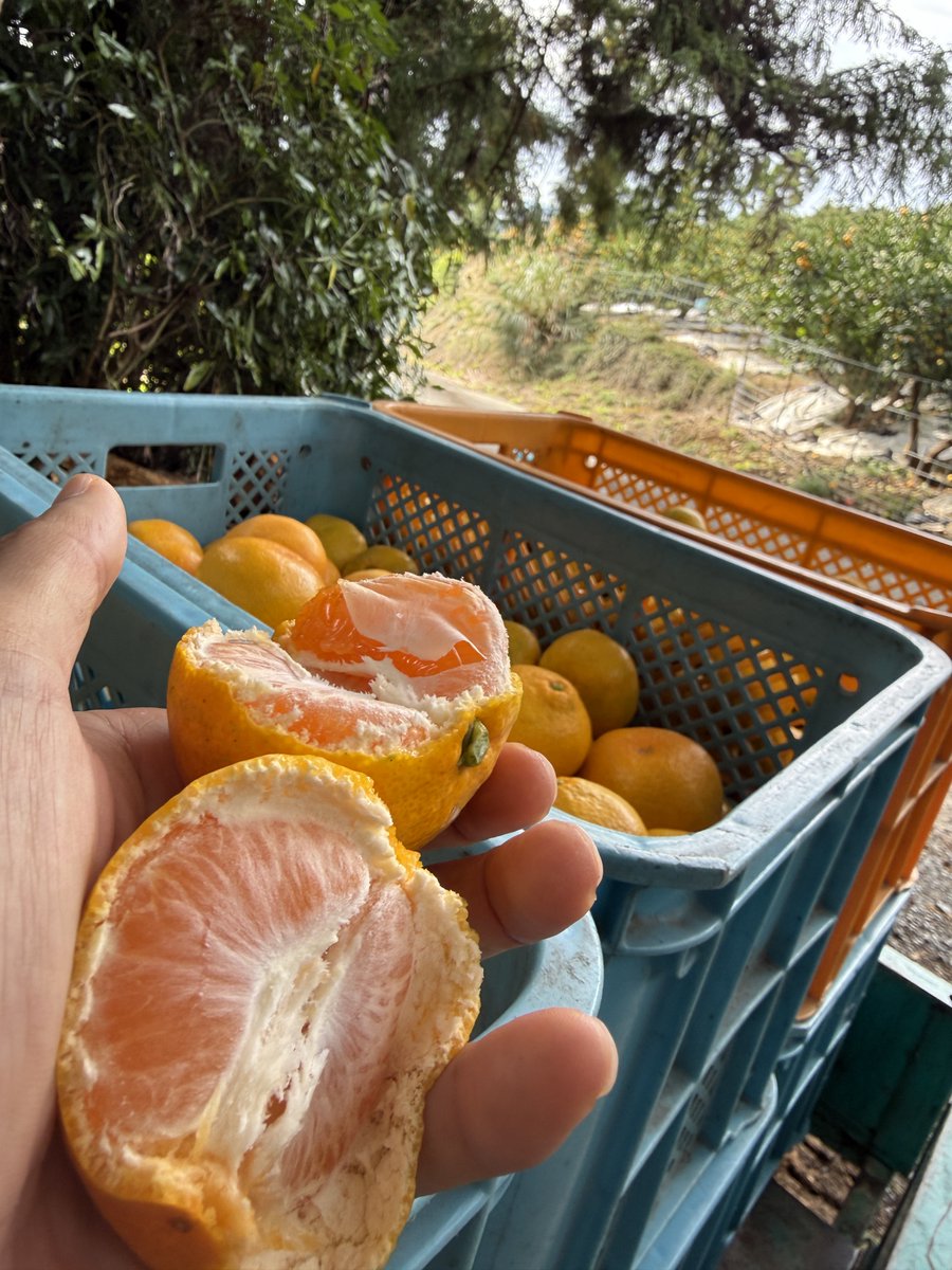 みかんノート (@mikanflavor1) / Posts / X