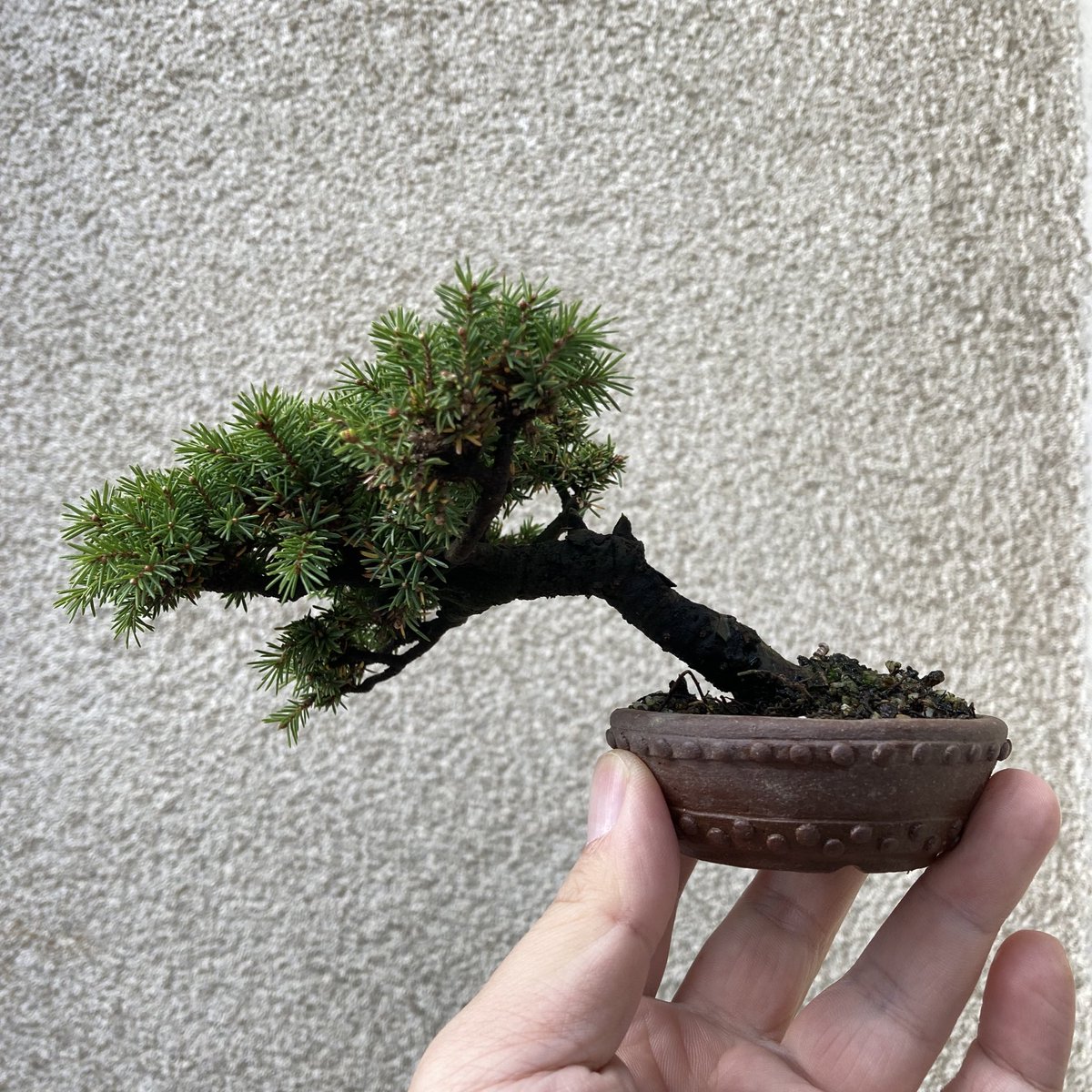 鶴岡小品盆栽会 on X