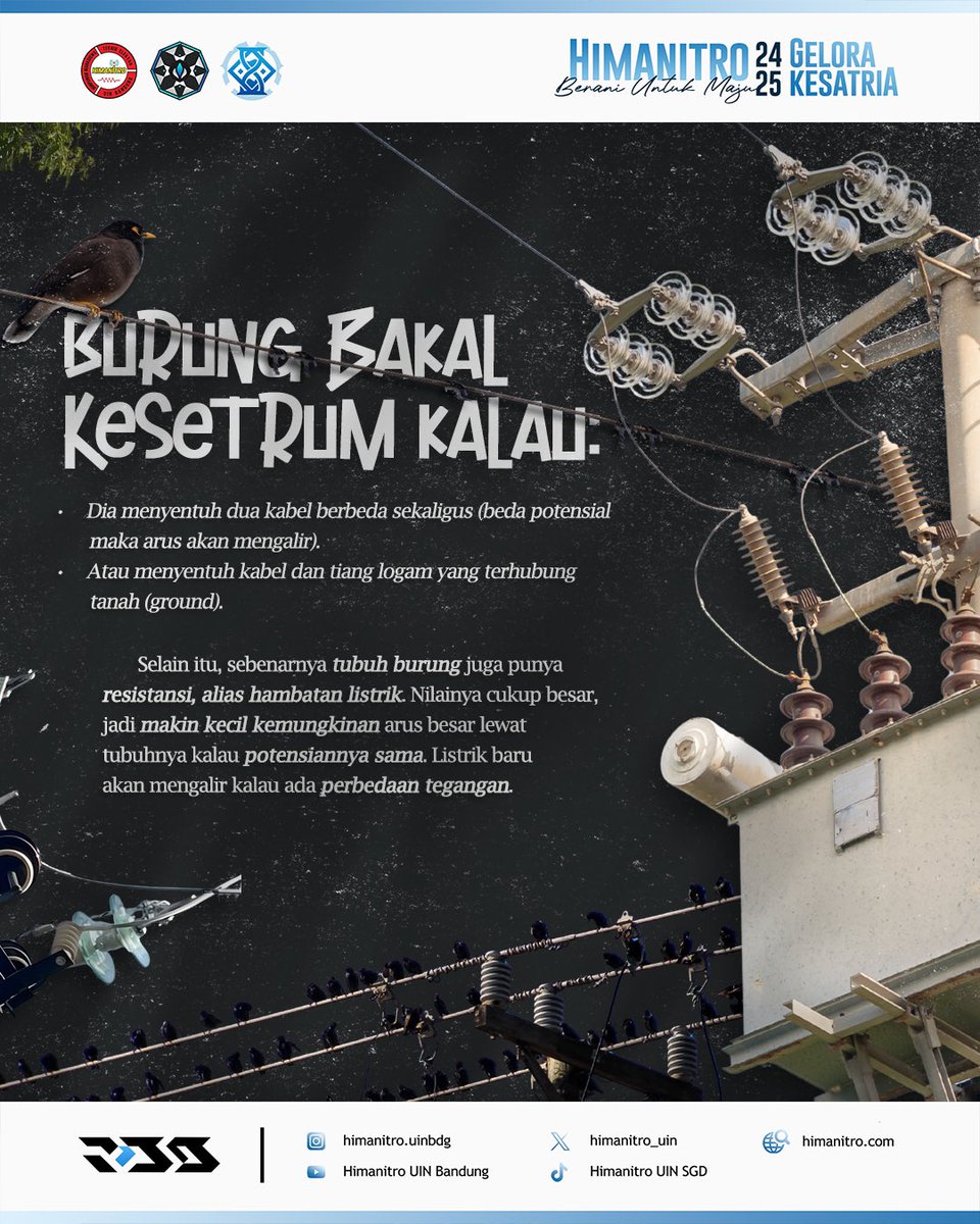 🕊️[APAKAH BURUNG KEBAL LISTRIK?]🕊️