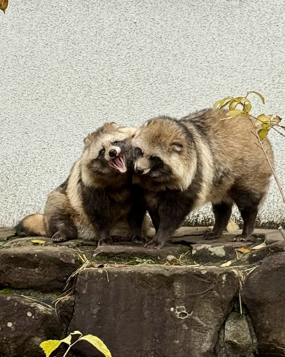 エゾタヌキ
歯並び😃✨
2025.11.2
#円山動物園
#エゾタヌキ