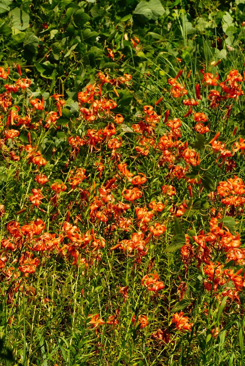 まこと (@yamakoto01) / Posts / X