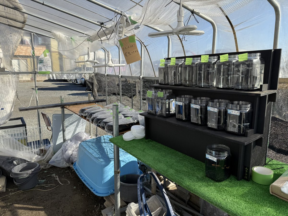 おはようございます。
昨日と違う子沢山並べます。まだまだ追加していくよ
今日はわっちのメダカも並んでます。
協会審査員が作るメダカはどれもバランスよく最高にカッコいいです。
このチャンスに是非