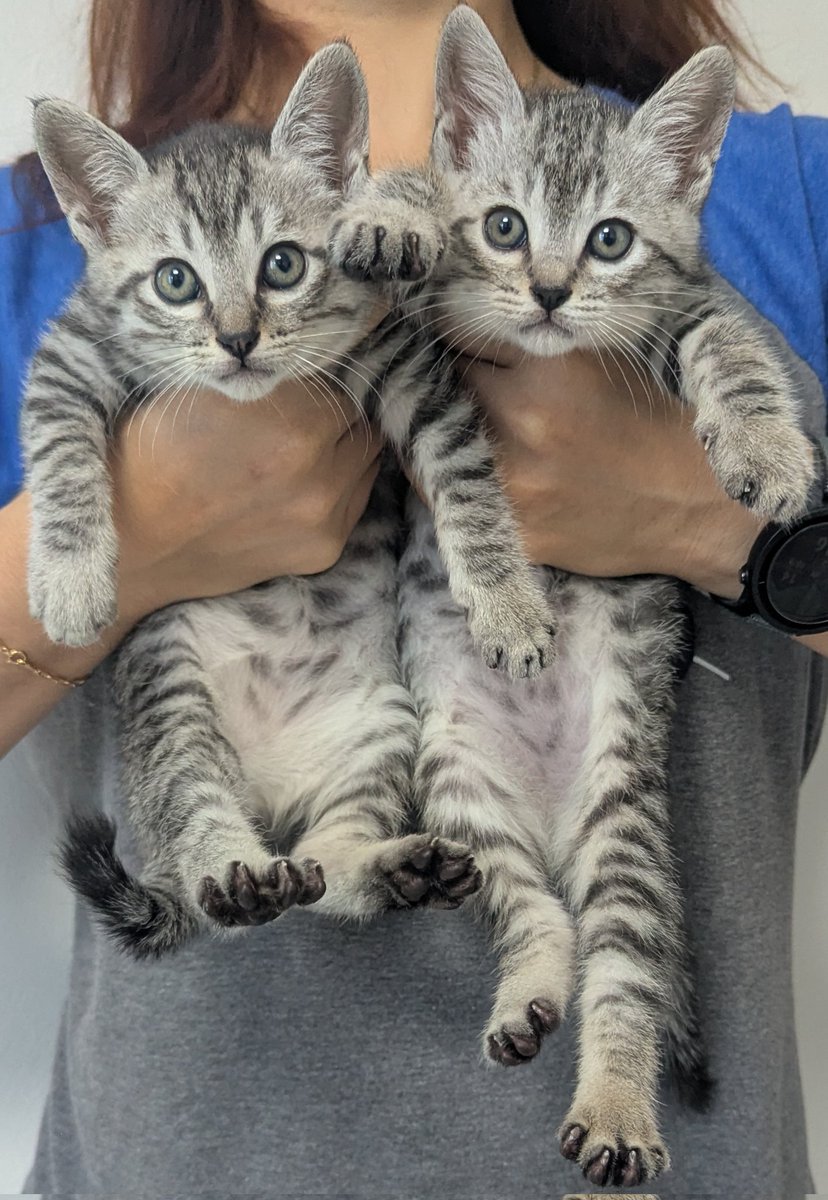 PEKO (@ab_peko) / Posts / X