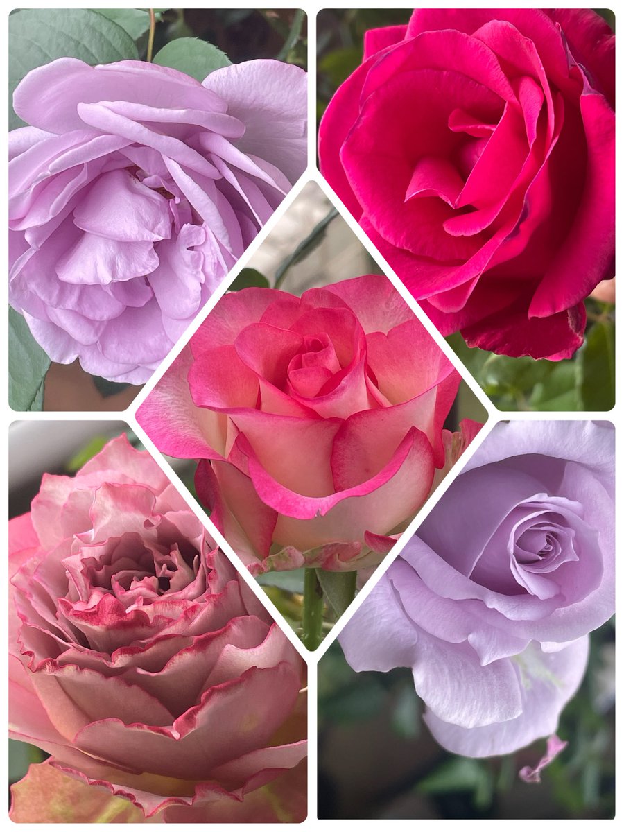 薔薇生花 11月霜月様 yuzumumin on X