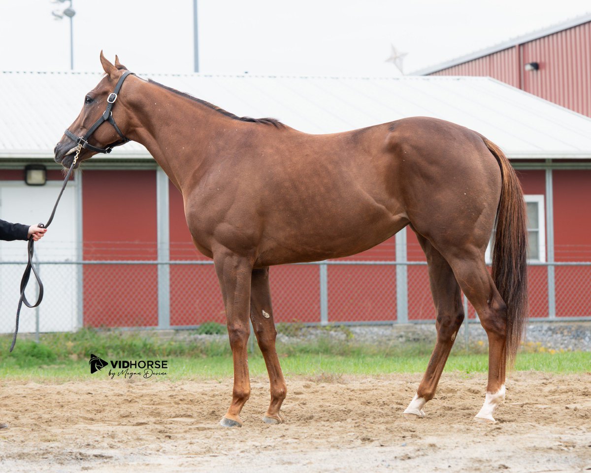 Broodmare prospect highlight today, selling <a href="/keenelandsales/">Keeneland Sales</a> is…

Hip 486 - MALIBU MOONSHINE

Malibu Moonshine is a multiple stakes winning filly with earnings of over $270k! She was Champion 2yo of Maryland in 2022, with 3 wins of 3 starts as a 2yo including a win in the
