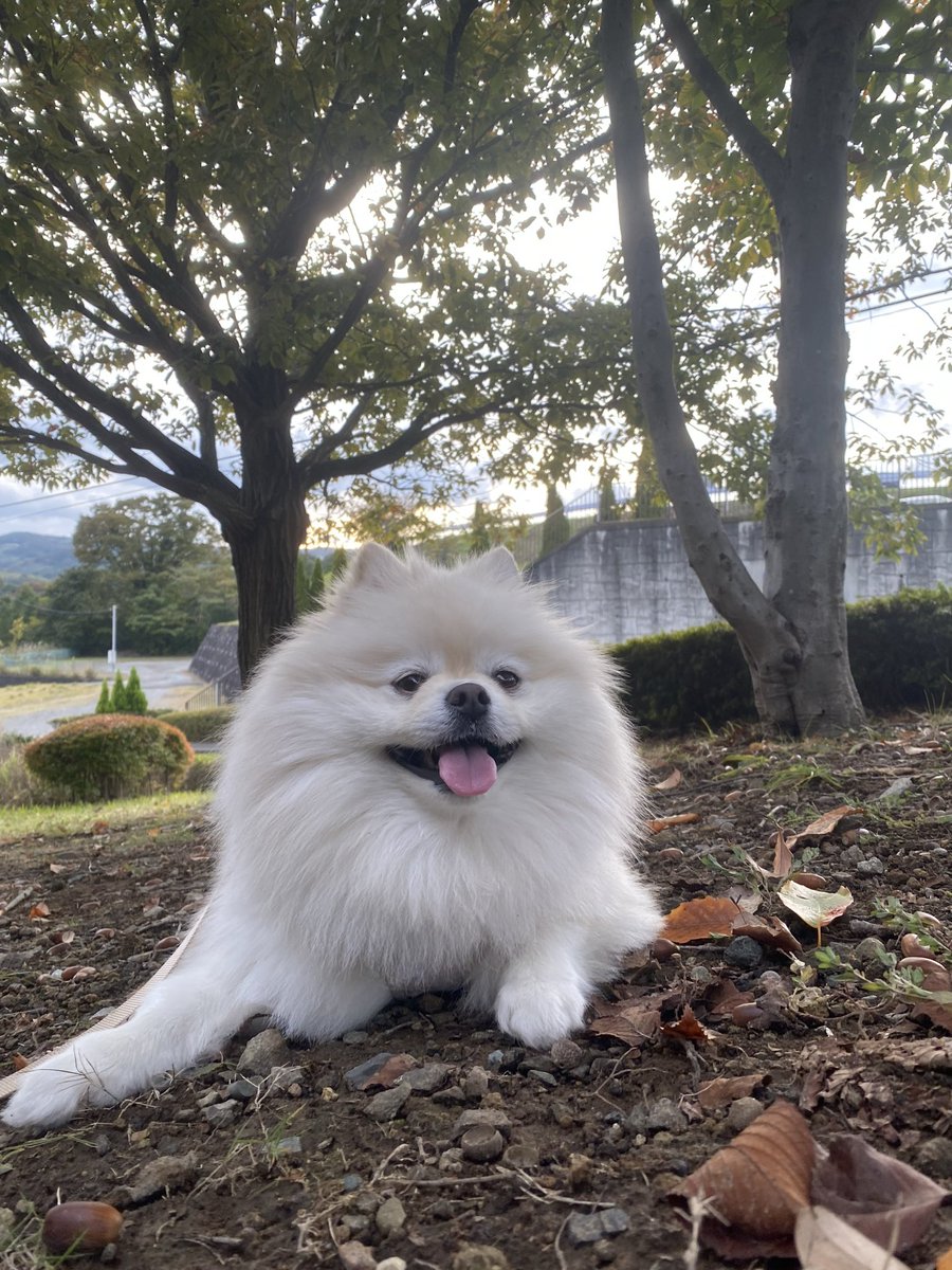 りん（ポメラニアン） (@LStnd38qA2pBwap) / Posts / X