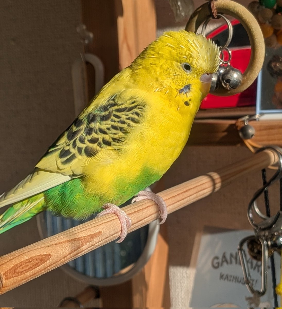 やまとんVer2@インコとバイクと時々キャンプ on X