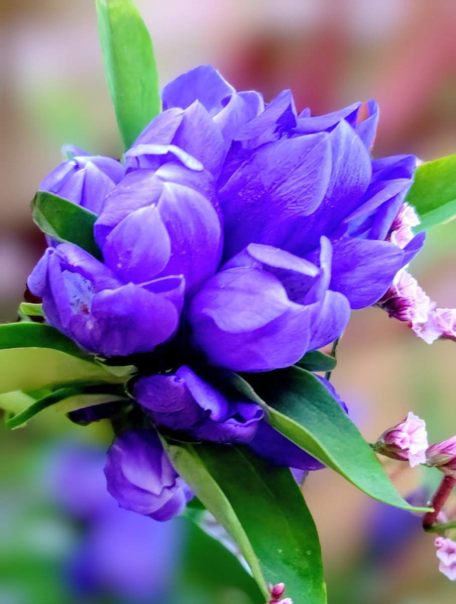 おはようございます👋😃
連休最後は大雨予報☔️
昨日ドジャース🏆️応援で疲労困憊(笑)今日はサウナ（スーパー銭湯）でのんびりしようかな♪

穏やかな一日になりますように🍀

#リンドウ