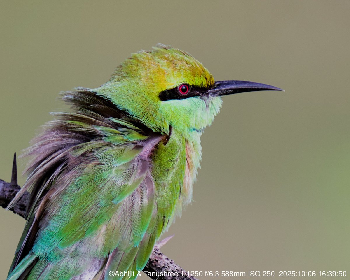 DHFloraFauna's tweet photo. Vibrant and agile, the Green Bee-eater dazzles with its emerald plumage. 

#GreenBeeEater #BirdWatching 
#WildlifePhotography #Nature #BirdsOfIndia 
#BirdLovers #AvianBeauty #Birding 
#Ornithology #NatureLovers https://t.co/gtTef8azHx