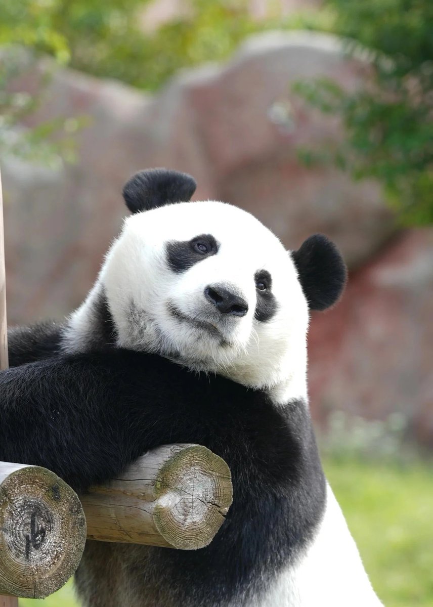 MrL01840829's tweet image. 嗨！两个脚兽 #panda