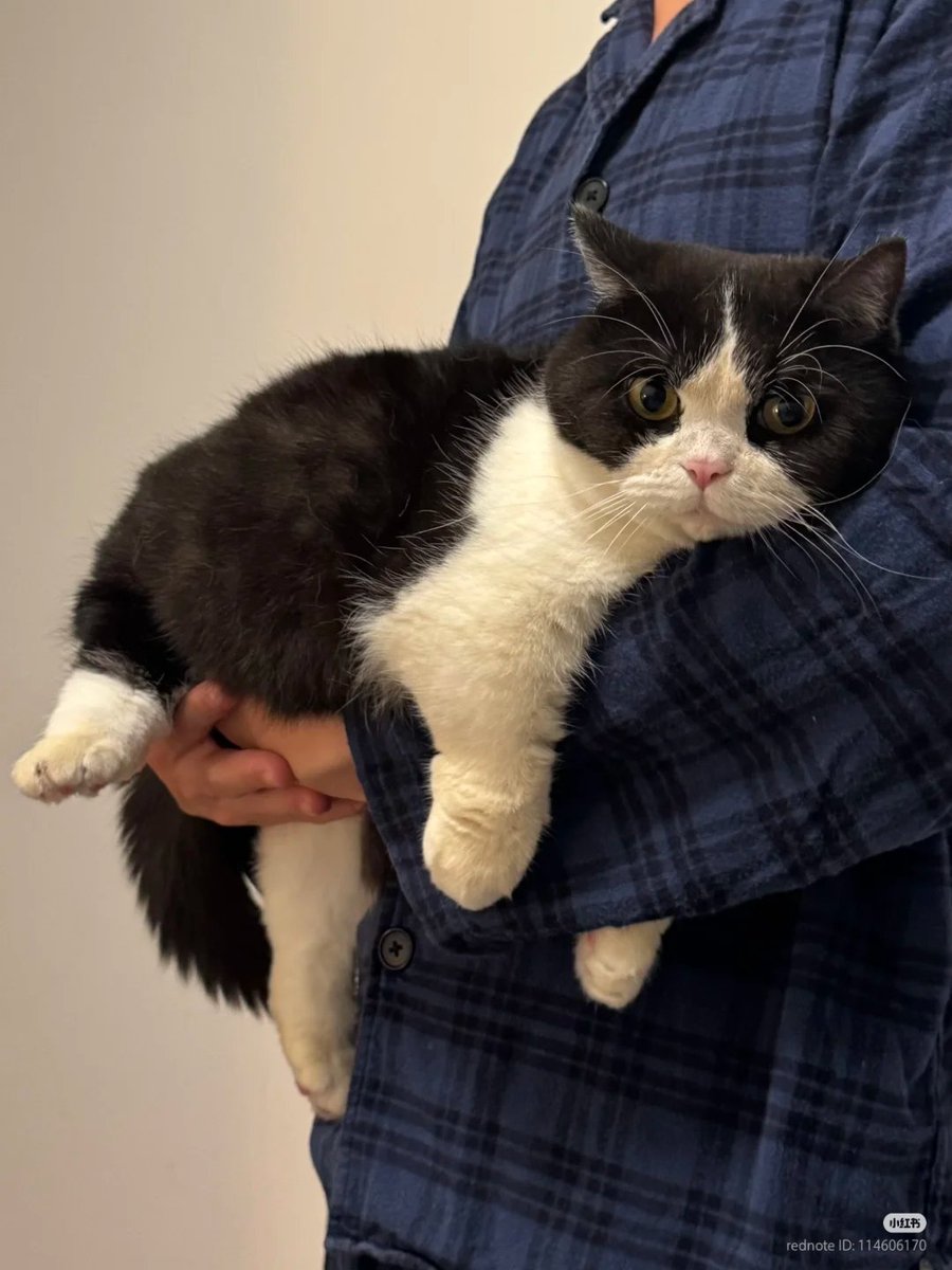 nocontextscats's tweet image. mini cow