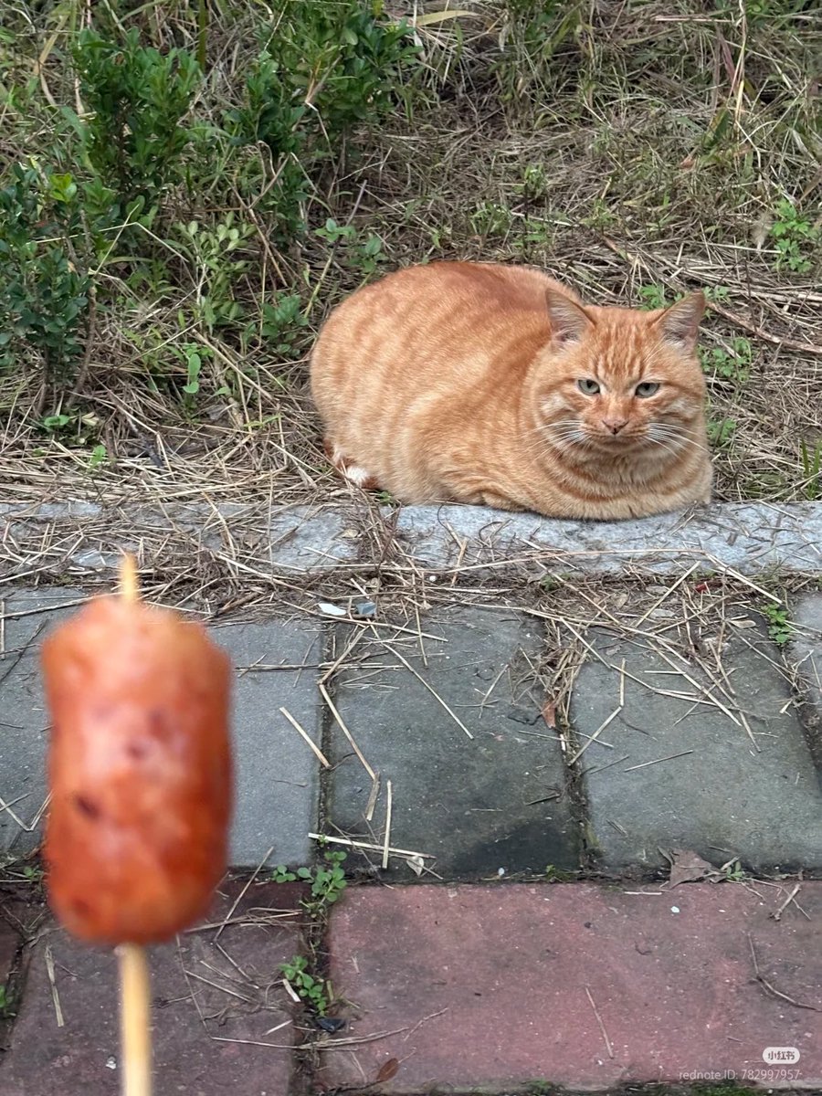 nocontextscats's tweet image. 😋