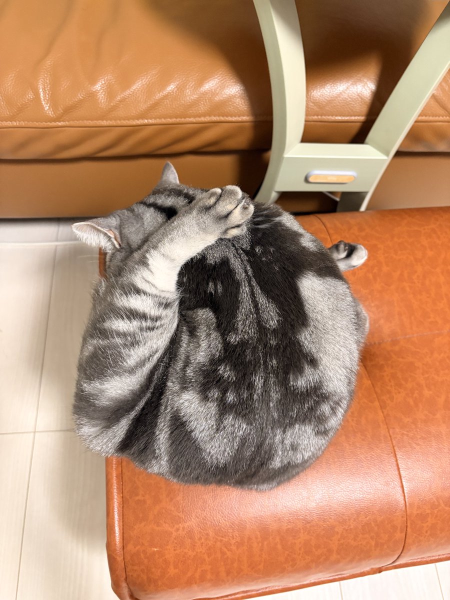 MAY ワンコにゃん柄 mofusand ミニタオル(さくらんぼにゃんドット) | mofusand