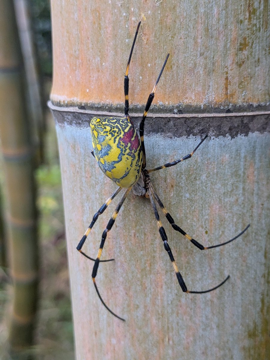 まさぱぱ adidas Originals ZX 8000 GORE-TEX Golf Core Black JP5257