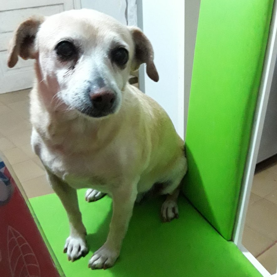 Minha princesinha já se foi mas agora ela vai me acompanhar em todas as partidas 🤍🥹