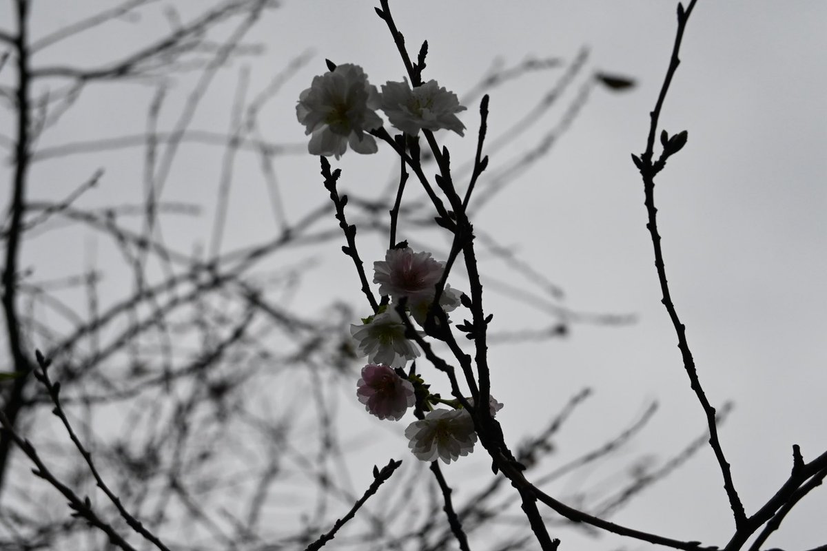 rakimeg's tweet photo. 秋に咲く桜
子福桜というらしい https://t.co/AGYor9llq7