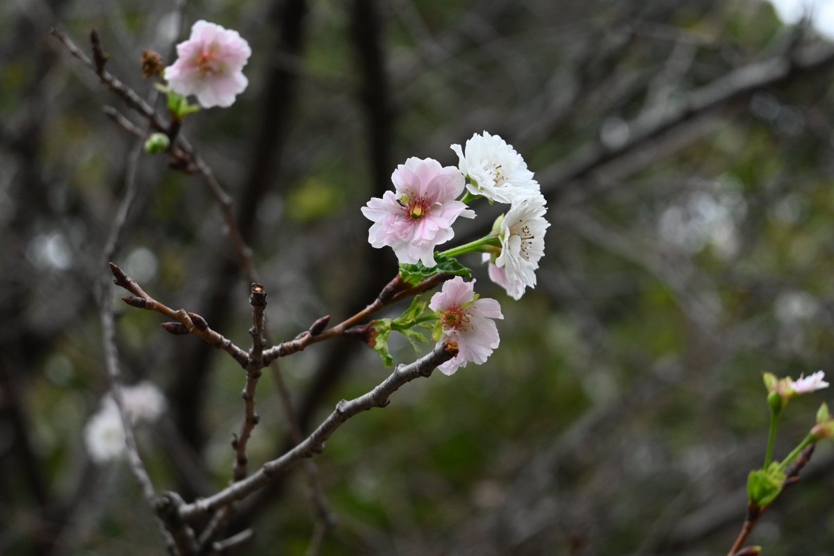 rakimeg's tweet photo. 秋に咲く桜
子福桜というらしい https://t.co/AGYor9llq7