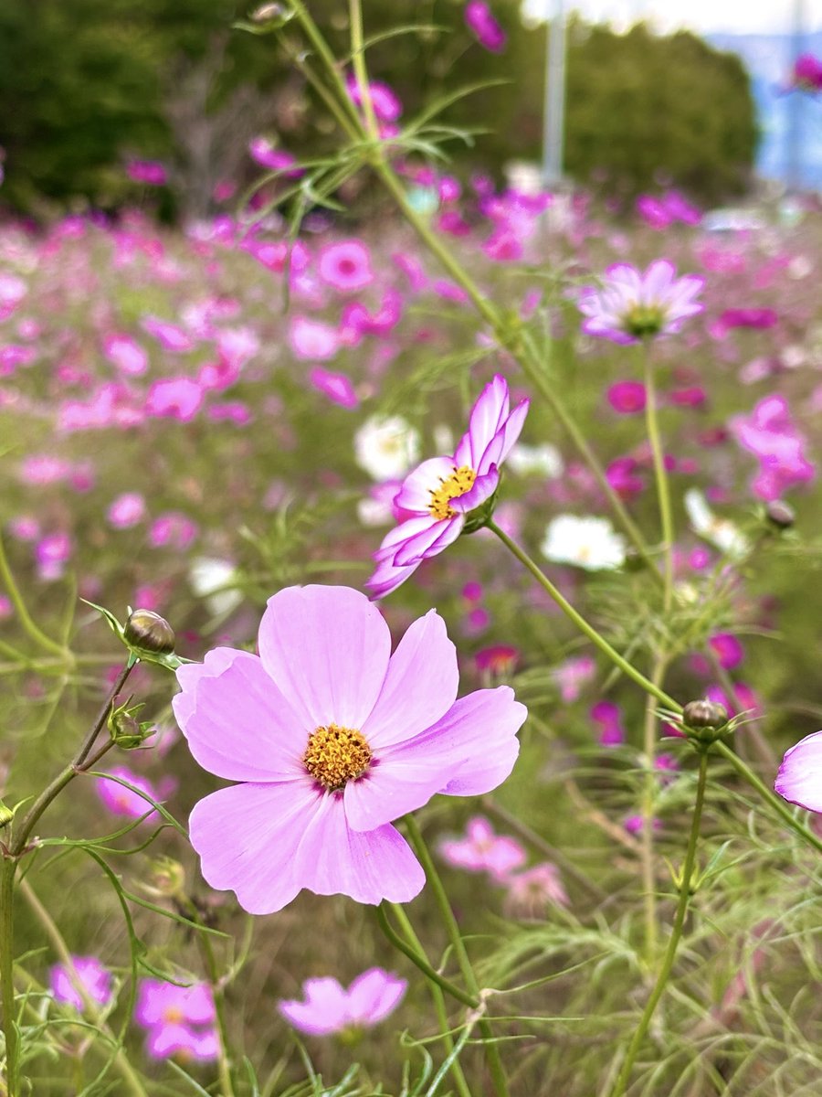 ✨コスモス様3点おまとめ✨ありがとうございます♡ Today's kawaii 🌟