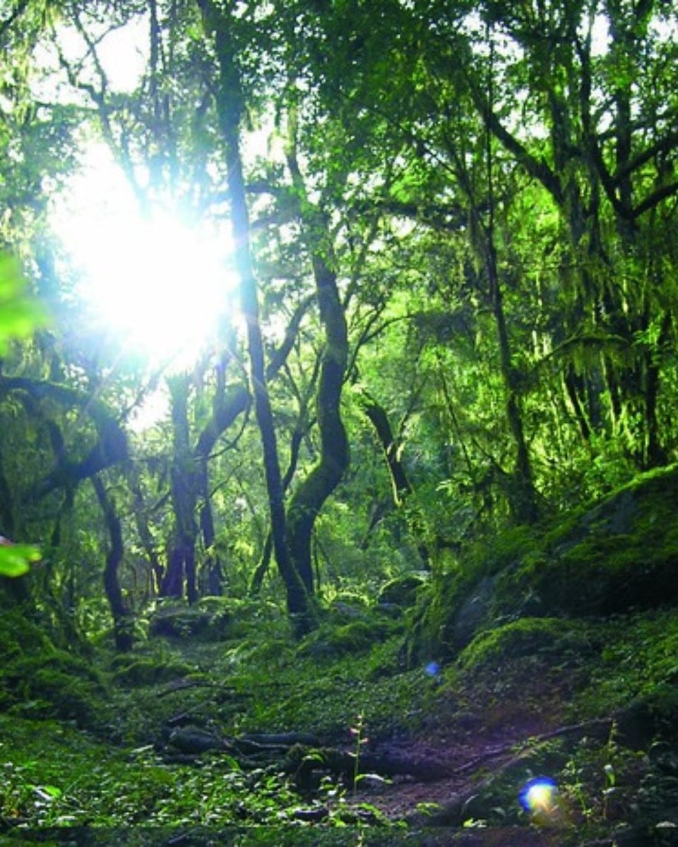 🌎Día Internacional de las #ReservasDeBiosfera
En Argentina hay 15 Reservas reconocidas por la #UNESCO 🌿 donde conservación y producción sostenible conviven.

Desde @AFoA_Arg y <a href="/proyungas/">ProYungas</a>  reafirmamos nuestro compromiso con la #biodiversidad 🌳

📸 Municipio de San Fernando