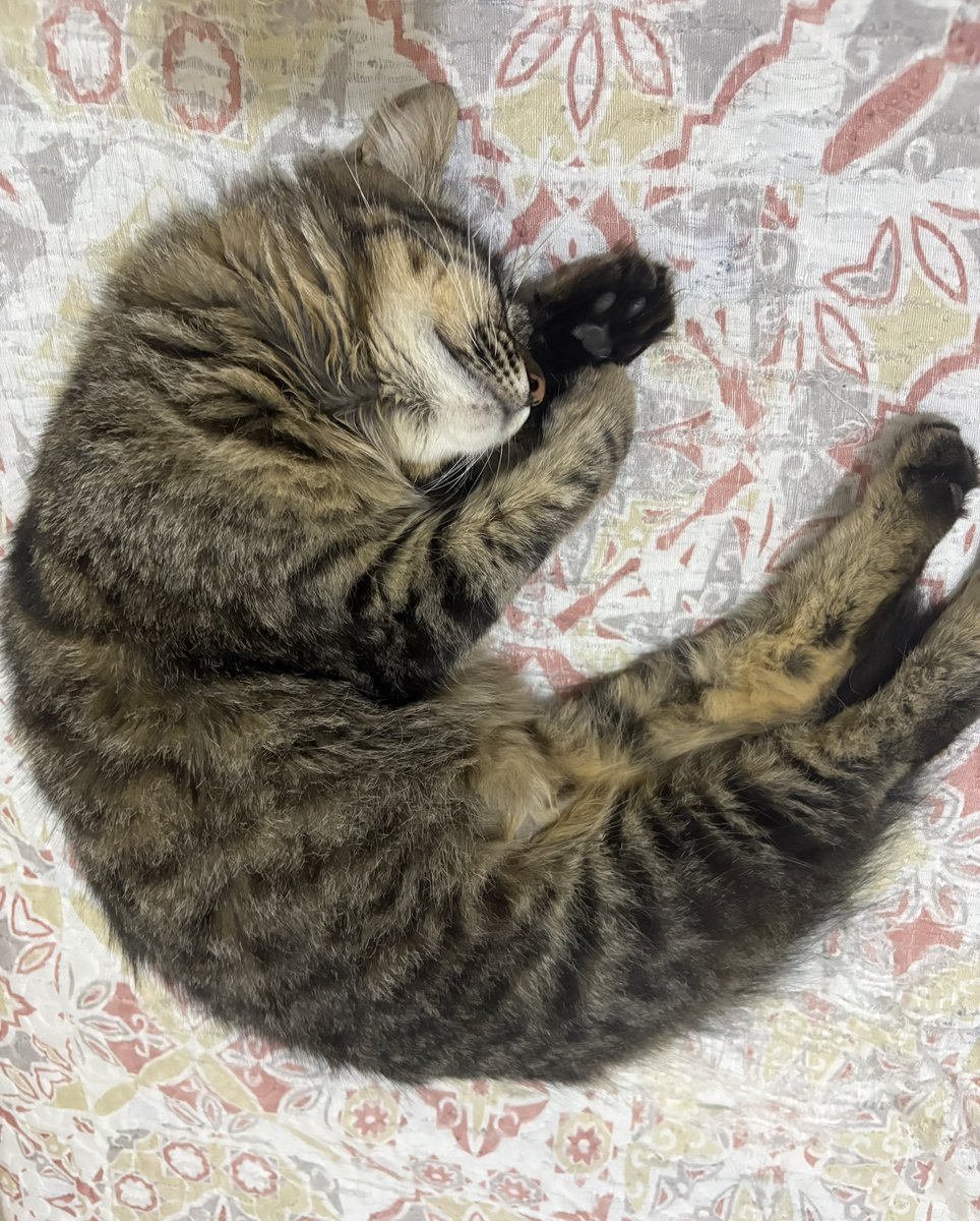 larrypurpos's tweet photo. a posição do meu xuxuzinho mimindo enquanto eu estudo https://t.co/j5zgOGF41Y