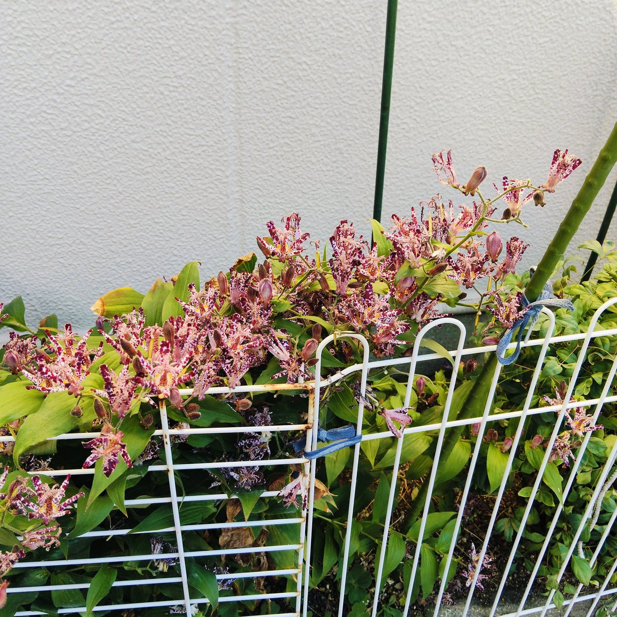 モカポトスページ モカポトスページ TRACE PAVE QUILTOTE – TOCCA