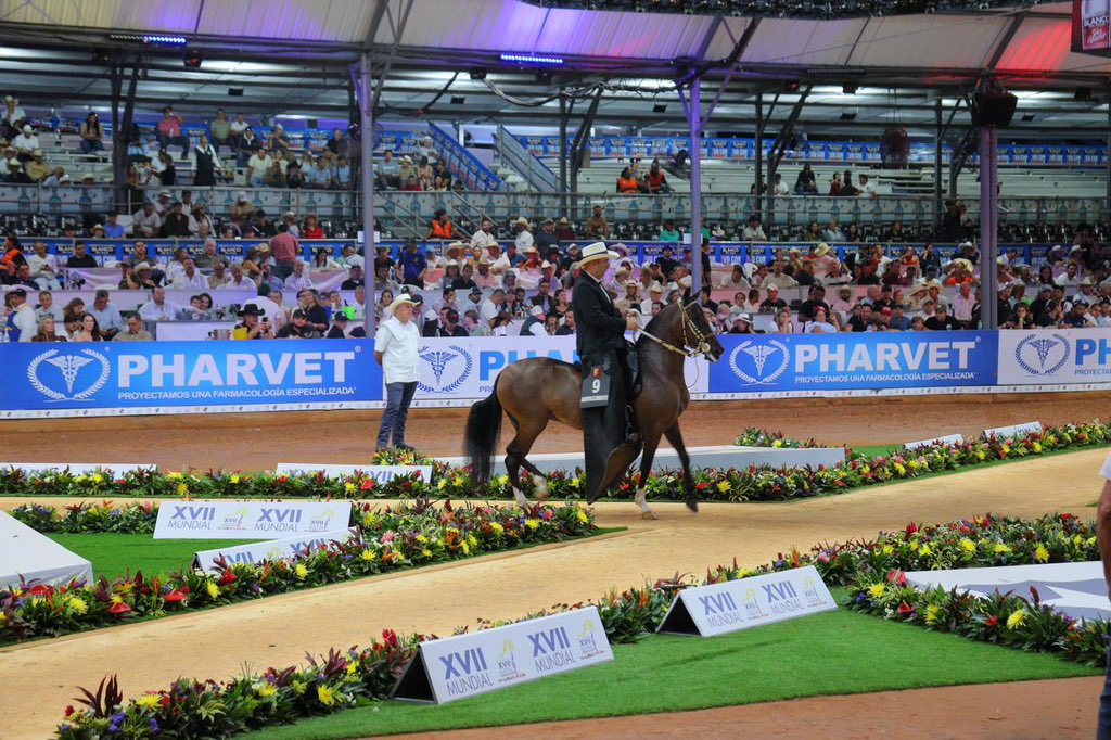 alejoeder's tweet image. En Cali seguimos siendo escenario de eventos de clase mundial.

La Copa Mundial Equina de Caballos de Paso ha reunido a más de 7.000 personas diarias y 2.000 visitantes de otras regiones.
Los hoteles llenos, la economía activa y una ciudad que sigue brillando ante el mundo.…