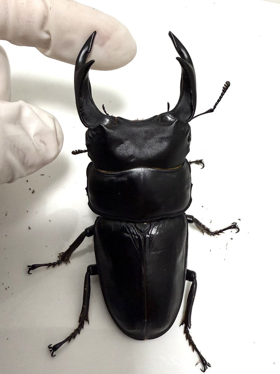 レイチェル (@Raychell_SR) / Posts / X