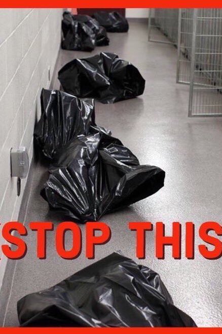 Quote: “HI THERE IM SAWYER!  IM IN ROUGH SHAPE
BUT A RESCUE HAS FOUND ME THINKS IM GREAT!
THEYRE WILLING TO PULL ME AS FAST AS CAN BE
JUST NEED A FOSTER TO WATCH OVER ME!
MY BILLS WILL BE COVERED I JUST NEED A PLACE
TO HEAL $ RECOVER FROM THIS ILLNESS I FACE!
THANK YOU SO MUCH💗”