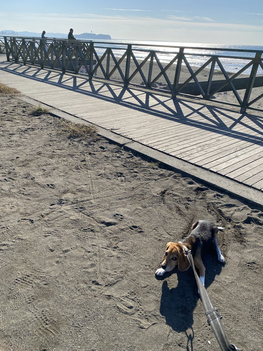 chimuichimu1's tweet image. 帰宅拒否犬