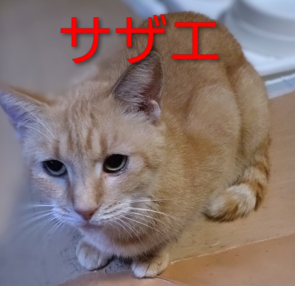 ★ まゆにゃんさま専用ページ まゆにゃん🐾 (@chococaca_mayu) / Posts / X