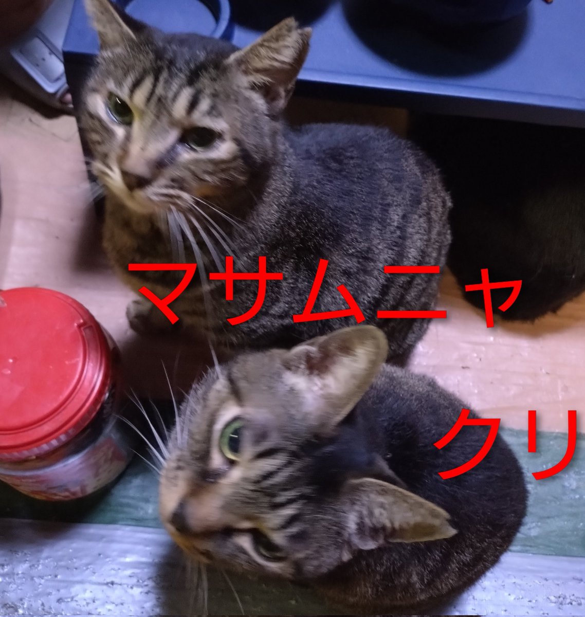 ★ まゆにゃんさま専用ページ thumb_20240214211547.webp