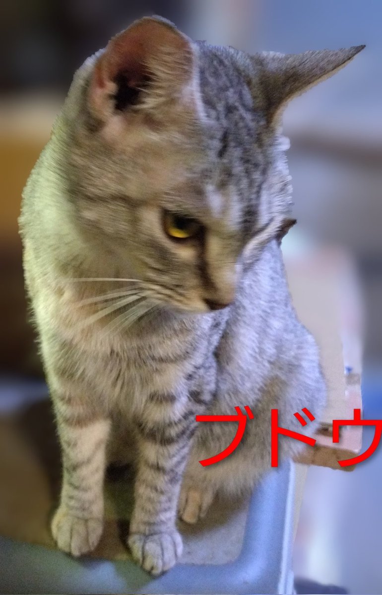 ★ まゆにゃんさま専用ページ 汎用モデル】ゆるねこちゃん【色変え可能】 - R - nizima by Live2D