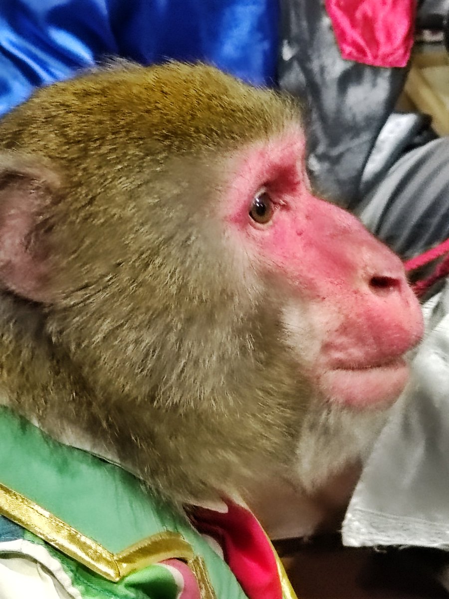 カイさん カイさま専用！ ⭐️カイ⭐️ カイさん専用 kaiさん専用 Kai ZX (armored)