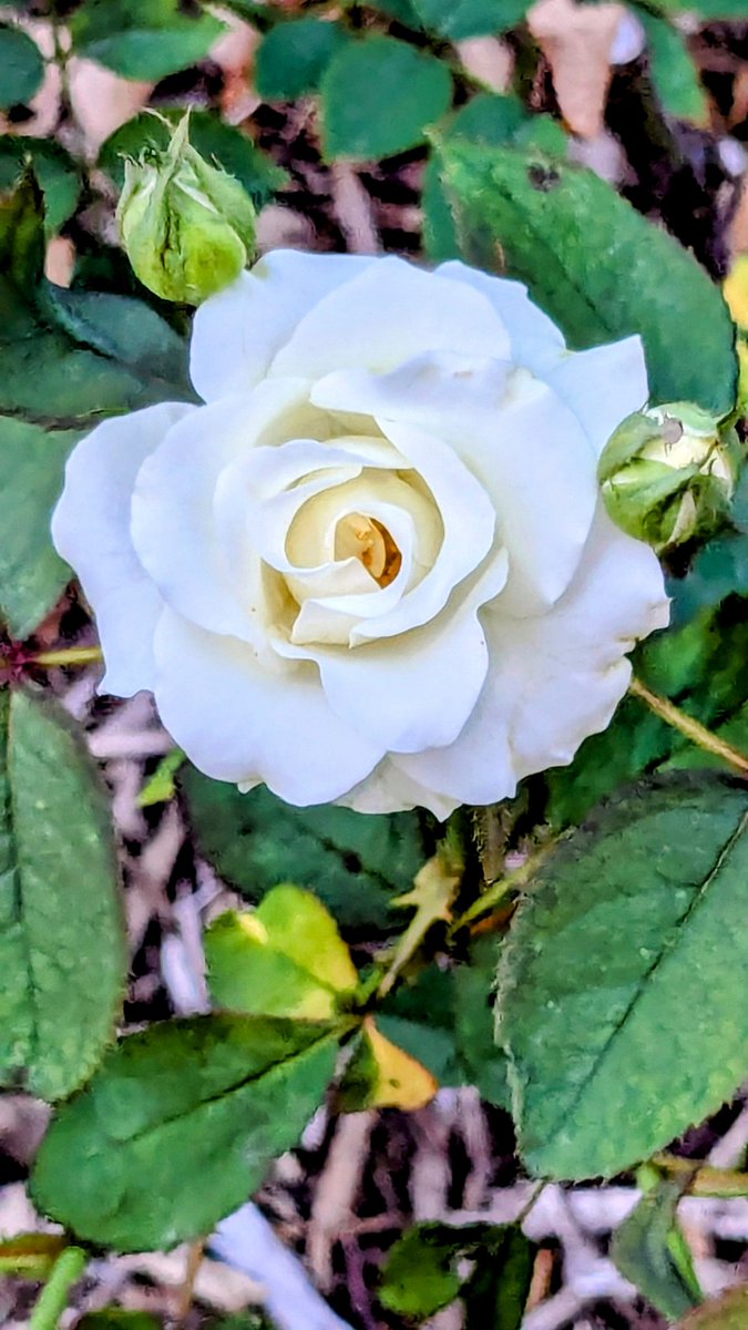 雪だるまピロロ(☆今年も自分のペースを大切に…🐢🐢☘️11月も