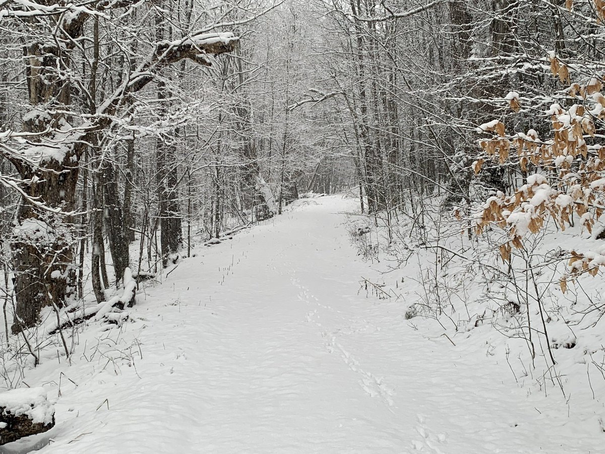 OldHollowTree's tweet image. I am ready for you to return, dear snow.