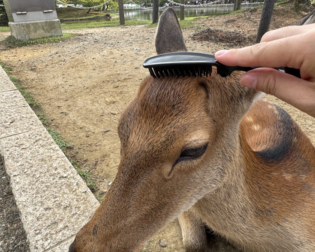 Location…Nara City, Nara
奈良公園の鹿さん🦌
#LeicaLUX  

#写真好きな人と繫がりたい
#streetphotography