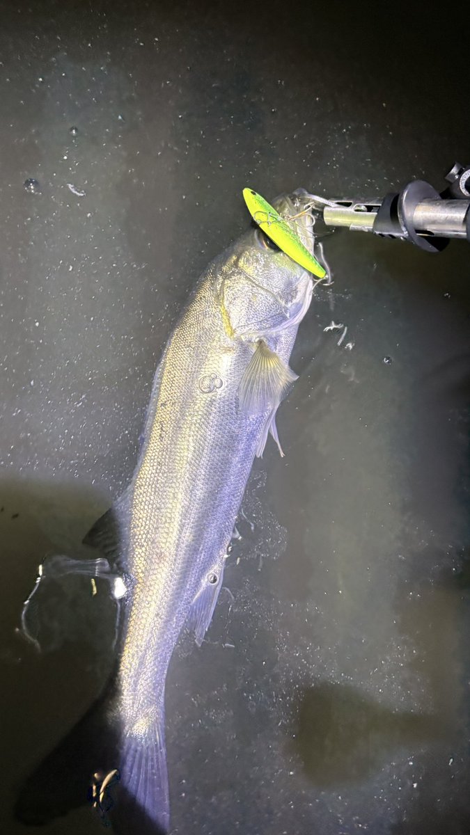 釣り好きブラザーズ / tsurizukibrothers (@tsurizukibro