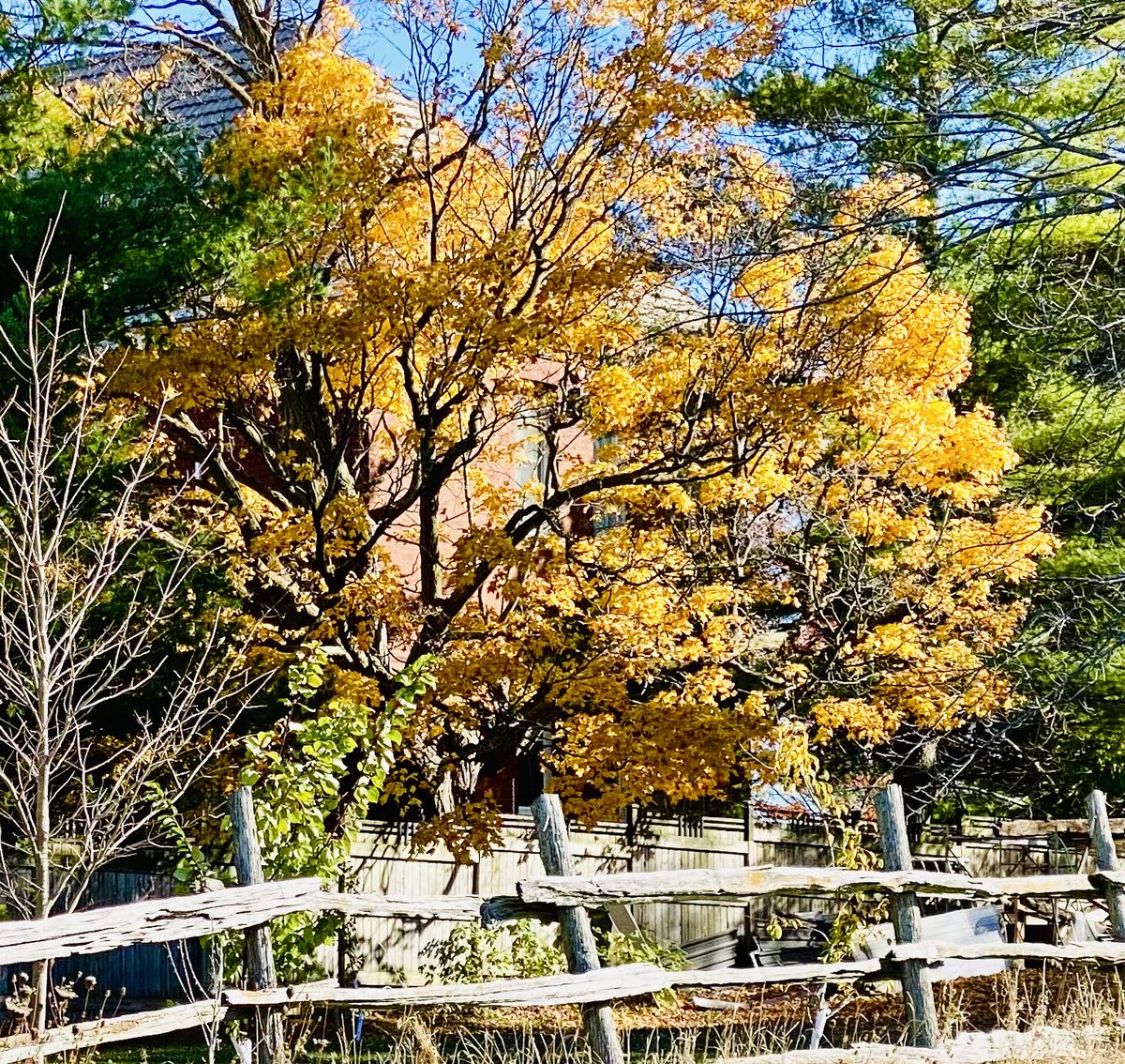VisibleThink's tweet image. Still happening on a bright afternoon. The sun does come up and the #BlueJays are still amazing.