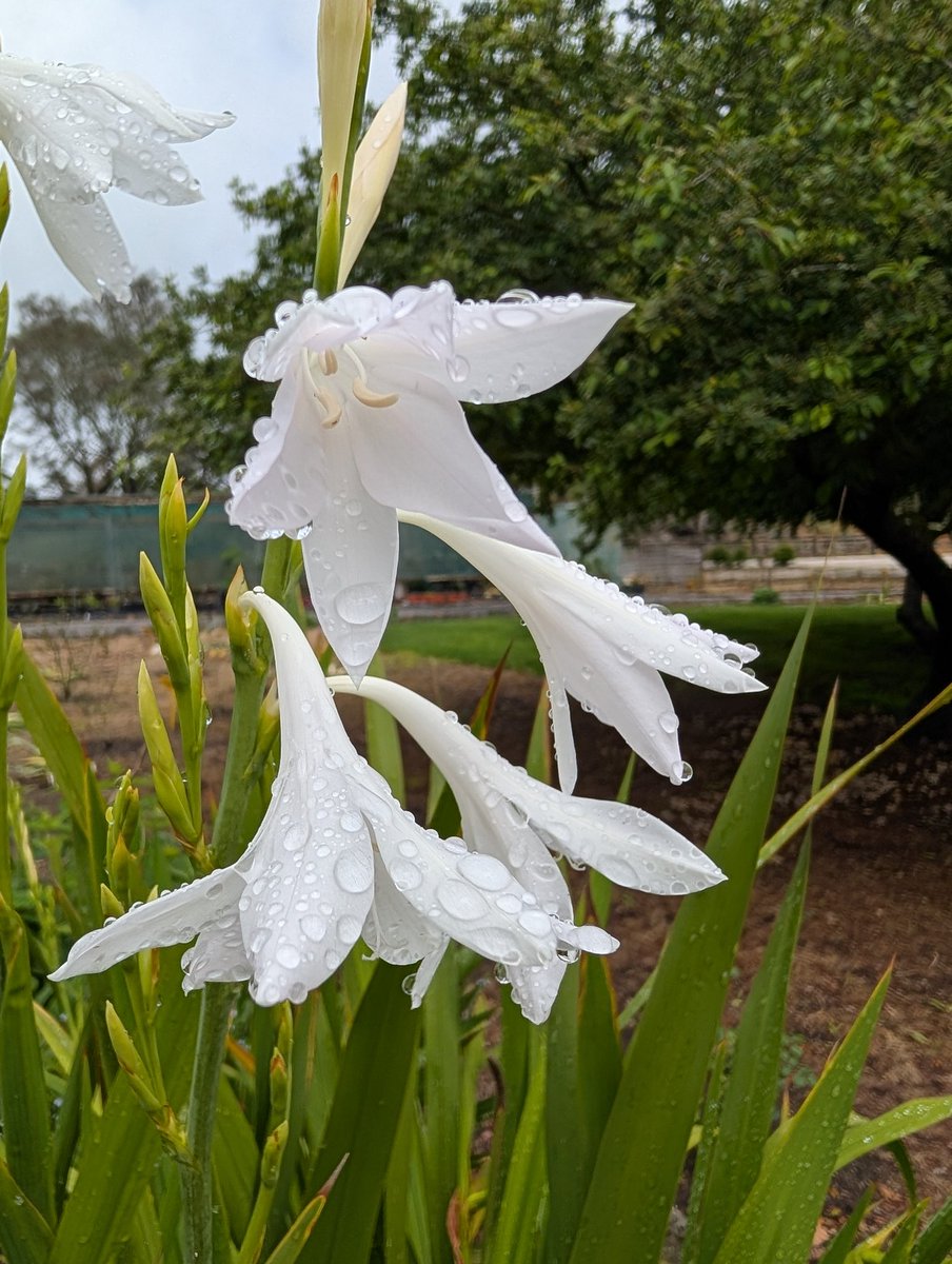Bundogs's tweet photo. A few pics after overnight and morning rain 👌#heritagegarden #springviews #lovelyrain https://t.co/1ZgTYuf2NO