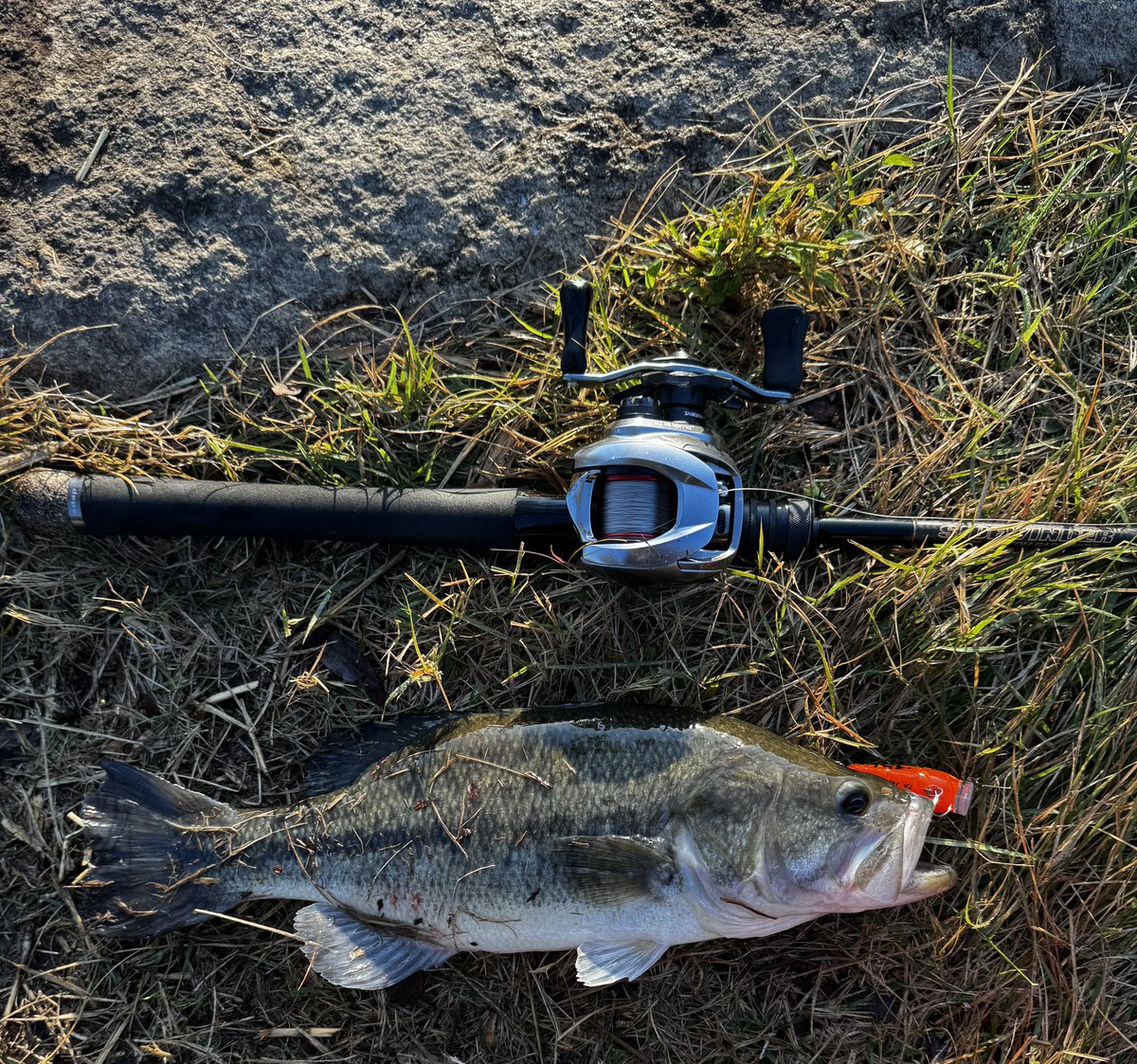 deps_max's tweet photo. 朝活で@TSURIBORIMITO へ
金魚追っかけてる個体をピーナッツで一撃
そのほかコーゾースピンでこばっち2匹
最後に40up食いミスしてきたのは惜しかった🐟✋✋✋ https://t.co/J3quKNkJCI